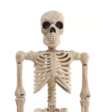 Close up of plastic skeleton