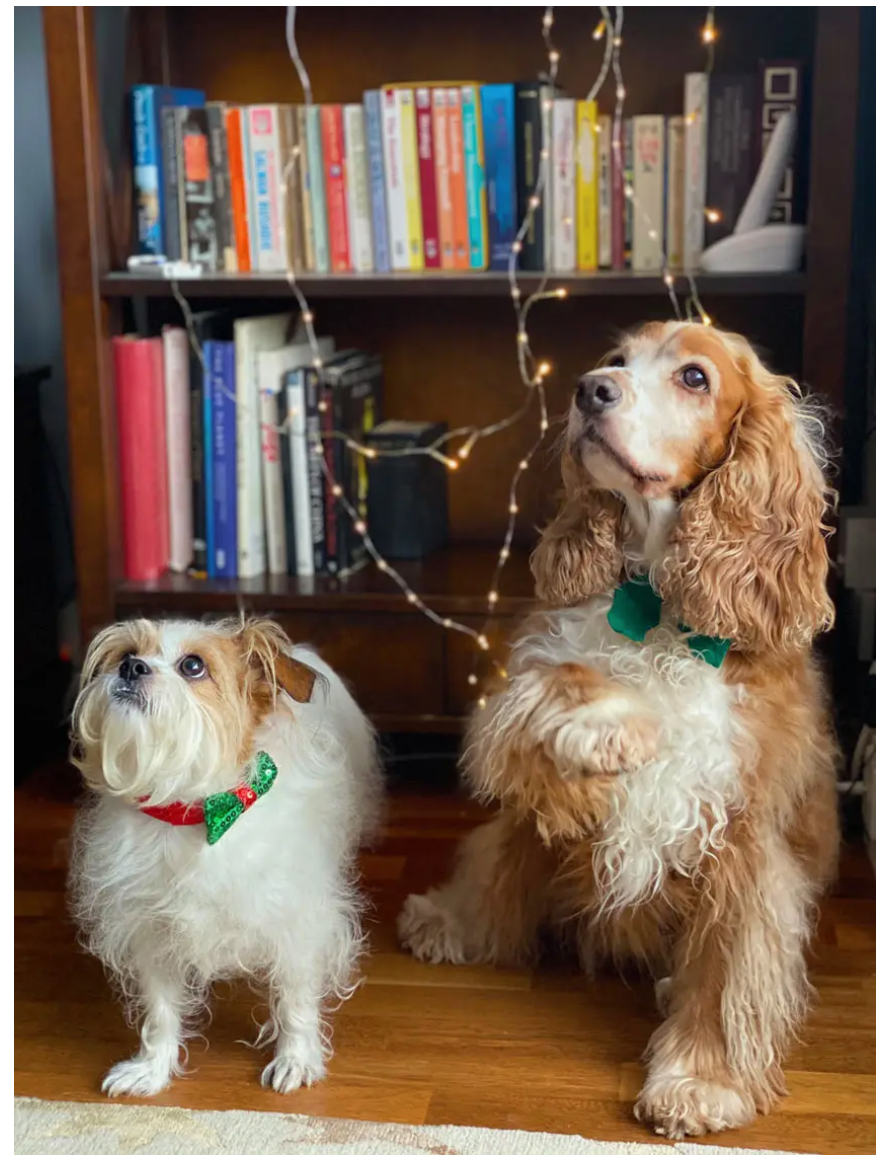 Talking Tables - Christmas Dog Bow Tie